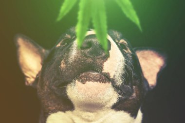 Boğa korkunç bir yaprak Marujuana burnunu çekmek. Antrenman ör köpek uyuşturucu için arıyorsunuz 