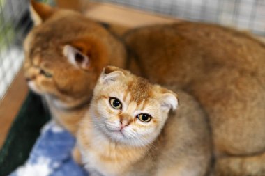 İskoç Fold kedi ve yavru kedi