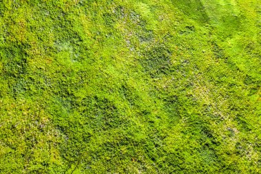 Yeşil çimen, arka plan, doku