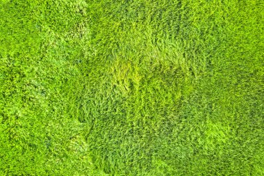 Yeşil çimler. Çim dokusu