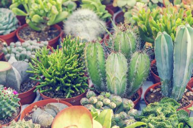 Tencerelerdeki farklı kaktüsler.