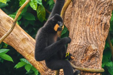 Gibbon (Nomascus gabriellae sarı yanaklı)