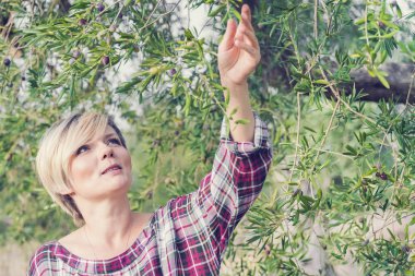 Damalı elbiseli güzel genç sarışın kadın bahçede zeytin topluyor