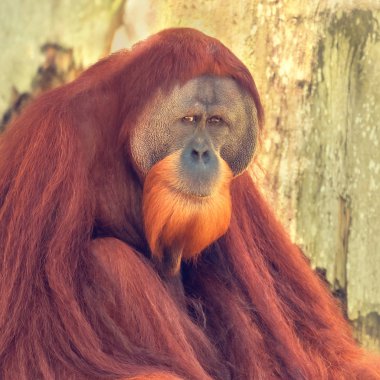 Borneo Orangutan (Pongo pygmaeus) portre, yakın çekim