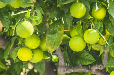 olgunlaşmamış portakal ağacı üzerinde