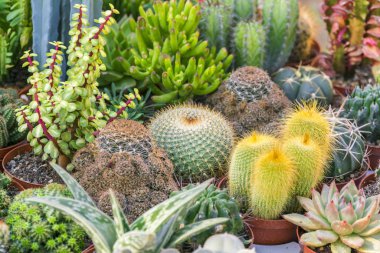 Kaktüsler, arka plan bahçe