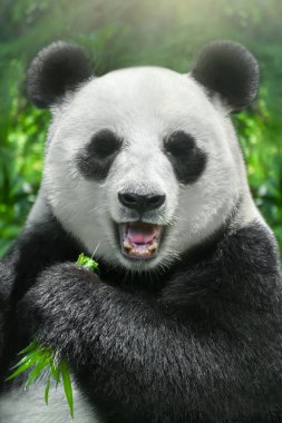 Panda bambu, yakın çekim yemek