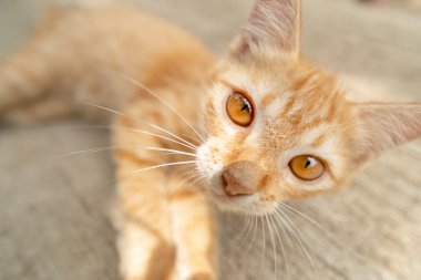 Güzel kızıl saçlı yavru kedi, kaldırımda yakın çekim