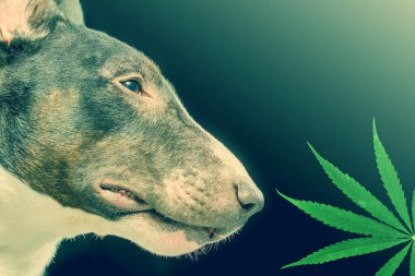 Boğa korkunç bir yaprak Marujuana burnunu çekmek. Antrenman ör köpek uyuşturucu için arıyorsunuz 