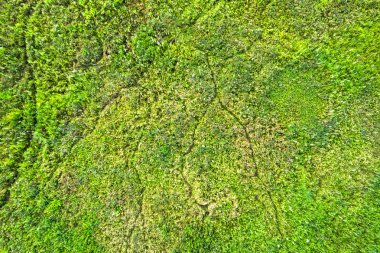 Doğa arkaplanı olarak kullanmak için yeşil çimen