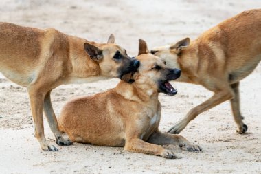 Üç büyük kahverengi köpek sahilde oynuyorlar