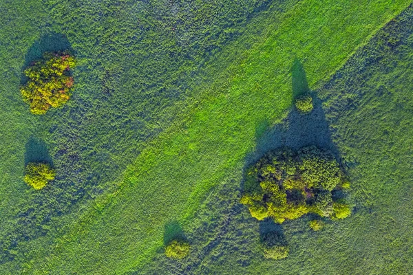 Top View Green Field Trees — Stock Photo, Image