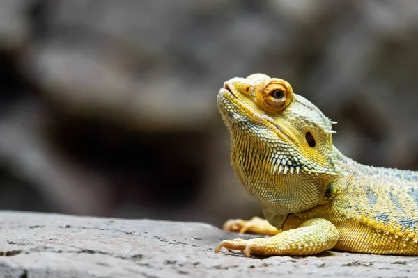 Yellow Lizard Stone — Stock Photo, Image