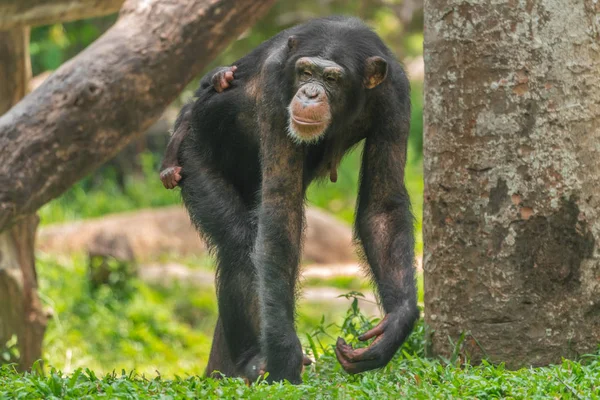 Uma Chimpanzé Fêmea Com Bebé Nas Costas — Fotografia de Stock