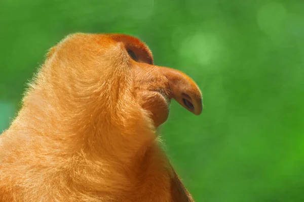 Proboscis Monkey Nasalis Larvatus Portrait Close — Stock Photo, Image