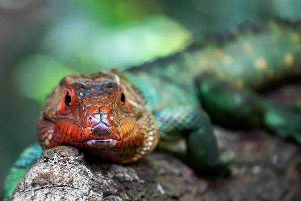 Green Iguana Red Head Snag — Stock Photo, Image