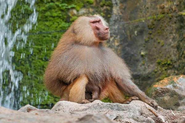 Hamadryad Monkey Papio Hamadryas Sitting Stone — Stock Photo, Image