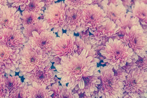 Rosa Krysantemum Blommor Bakgrund Textur — Stockfoto
