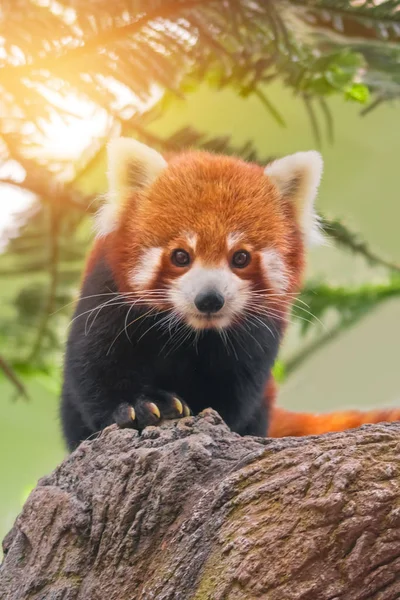 Rode Panda Firefox Kleine Panda Ailurus Fulgens — Stockfoto