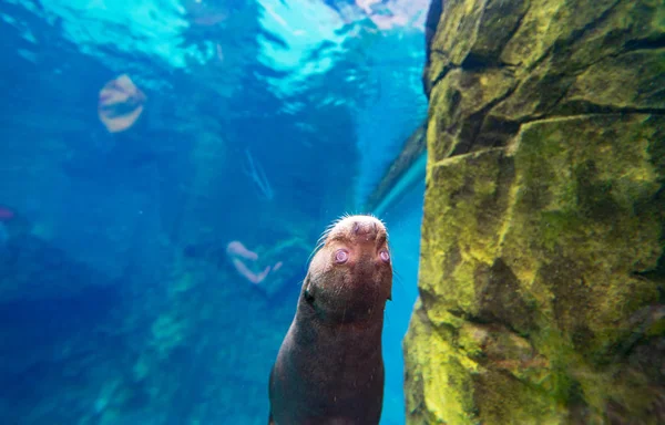 Lontra Flutuando Sob Água — Fotografia de Stock