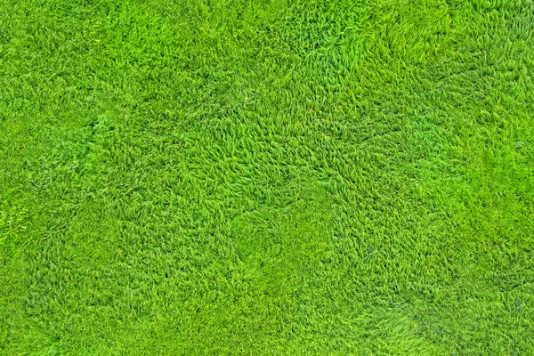 Textura Gramado Verde — Fotografia de Stock