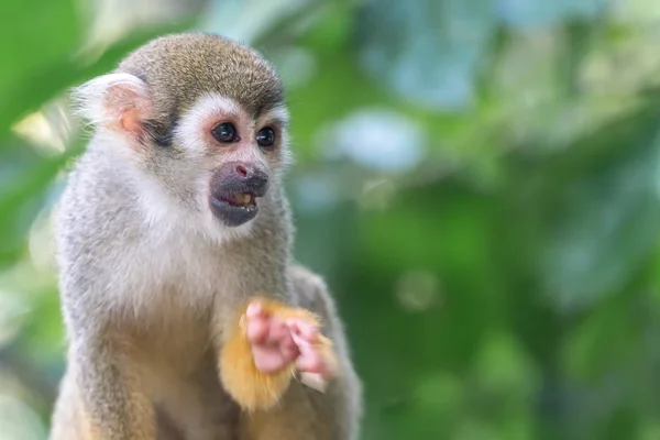 Ortak Sincap Maymun Saimiri Sciureus Yakın Çekim — Stok fotoğraf