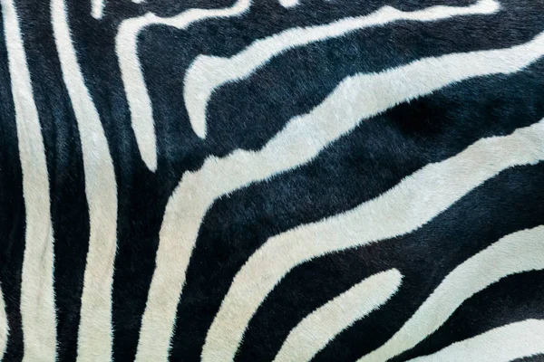 Zebra fur, background, texture
