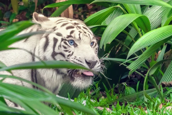 Wunderschöner Weißer Tigeralbino Mit Blauen Augen Hinter Gras — Stockfoto