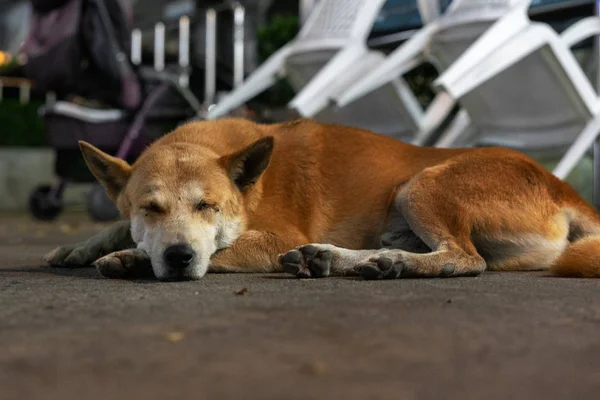 Grote Bruine Verdwaalde Hond Slaapt Buitenshuis — Stockfoto