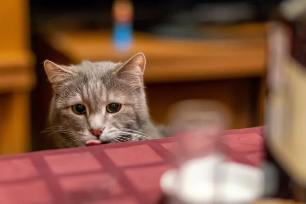 Gato Roba Comida Mesa Dieta Obesidad — Foto de Stock