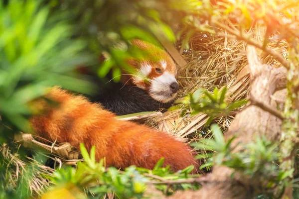 Panda Rosso Che Dorme Dietro Foglie Primo Piano — Foto Stock