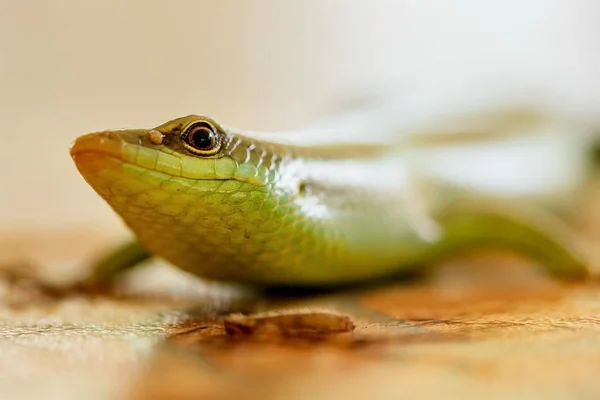 Green Lizard Close — Stock Photo, Image
