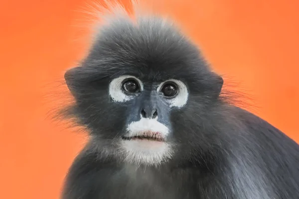 Singe Feuilles Sombres Langur Lunettes Trachypithecus Obscurus Portrait Sur Fond — Photo