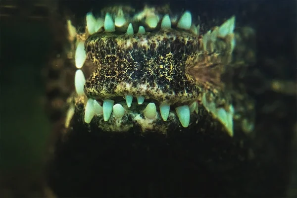 Denti Coccodrillo Riflessi Nell Acqua — Foto Stock