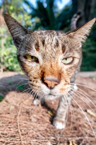 Komik Kedi Kamera Için Seyir Yakın Çekim — Stok fotoğraf