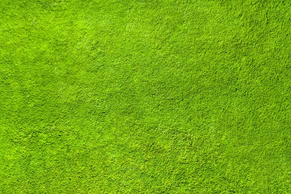 Green grass texture, top view