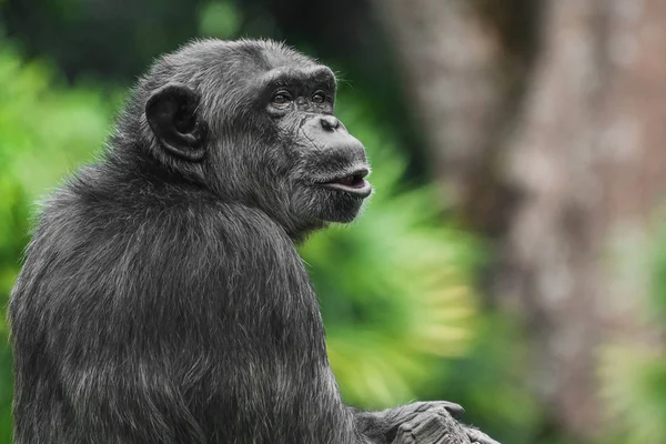 Konuşurken Portre Yakın Çekim Şempanze Maymun — Stok fotoğraf