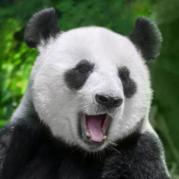 Dev Panda Portre Kadar Kapatın — Stok fotoğraf