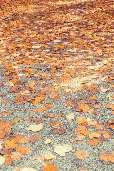 Podzimní Listí Asfaltu — Stock fotografie