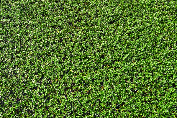 Grünes Gras Textur Hintergrund — Stockfoto