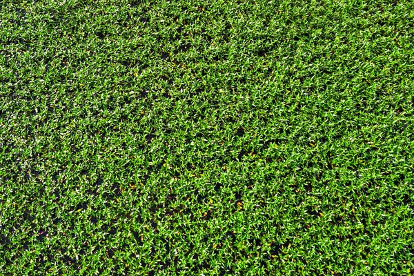 Grama Verde Textura Fundo — Fotografia de Stock