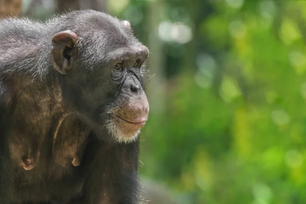 Retrato Mono Chimpancé Primer Plano —  Fotos de Stock