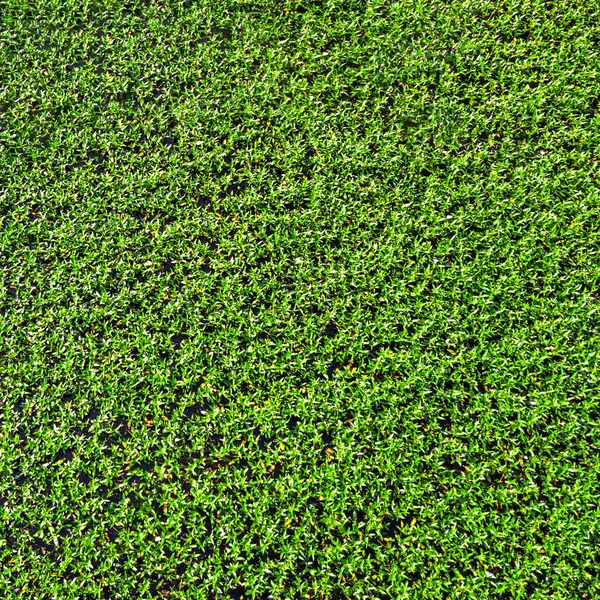 Textura Hierba Verde —  Fotos de Stock