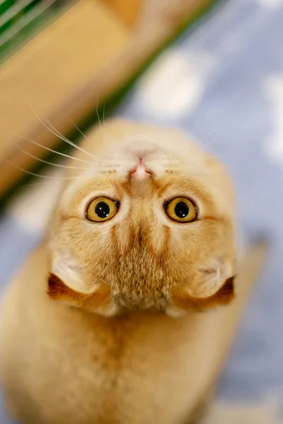 Scottish Fold Brown Kitten Close — Stock Photo, Image