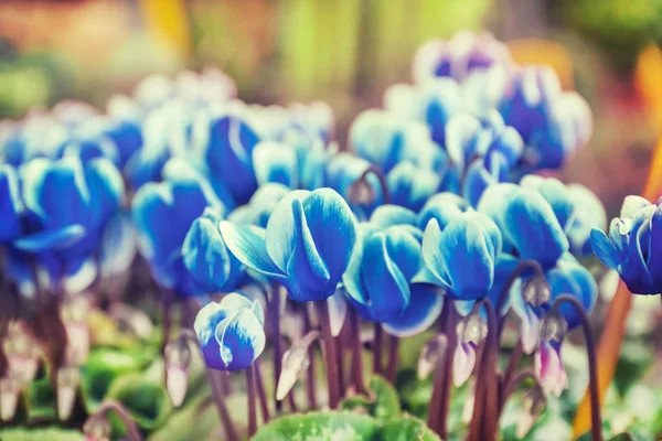 Belles Fleurs Bleues Cyclamen Gros Plan — Photo