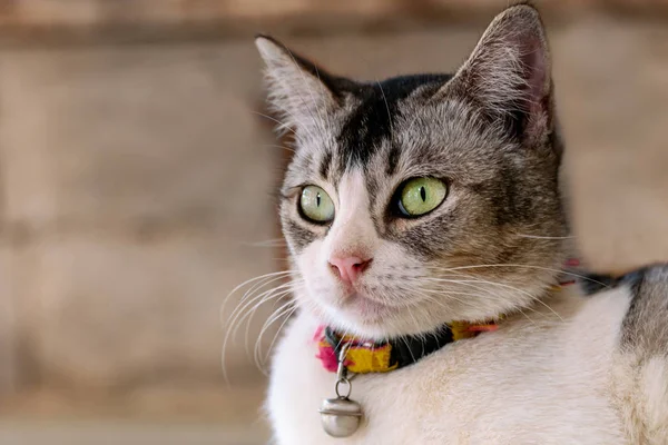 Πορτρέτο Του Ένα Πράσινο Ανοιχτομάτης Γάτα Ένα Κουδούνι Στο Λαιμό — Φωτογραφία Αρχείου
