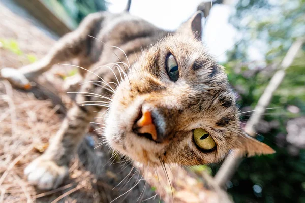 面白い猫カメラをクローズ アップ — ストック写真
