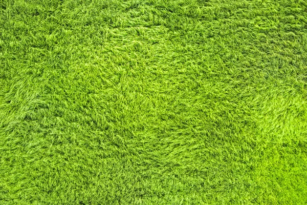 Tökéletes Zöld Gyep Háttér Textúra — Stock Fotó