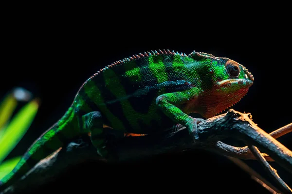 Chameleon Sitting Rock — Stock Photo, Image