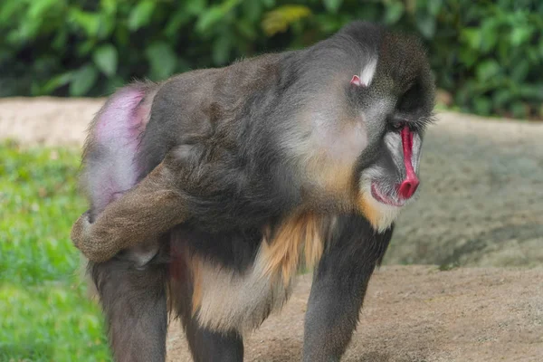 Mandrill Baboon Mandrillus Sphinx Scratching Back — Stock Photo, Image